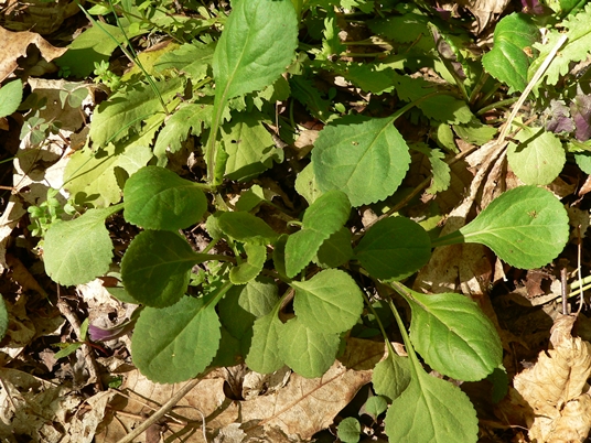 {Packera obovata}